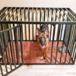 IMG 20190224 WA0007 150x150 - Клетка для собаки в квартиру. Вольер для собаки в квартиру.
