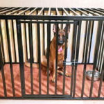 IMG 20190224 WA0010 150x150 - Клетка для собаки в квартиру. Вольер для собаки в квартиру.